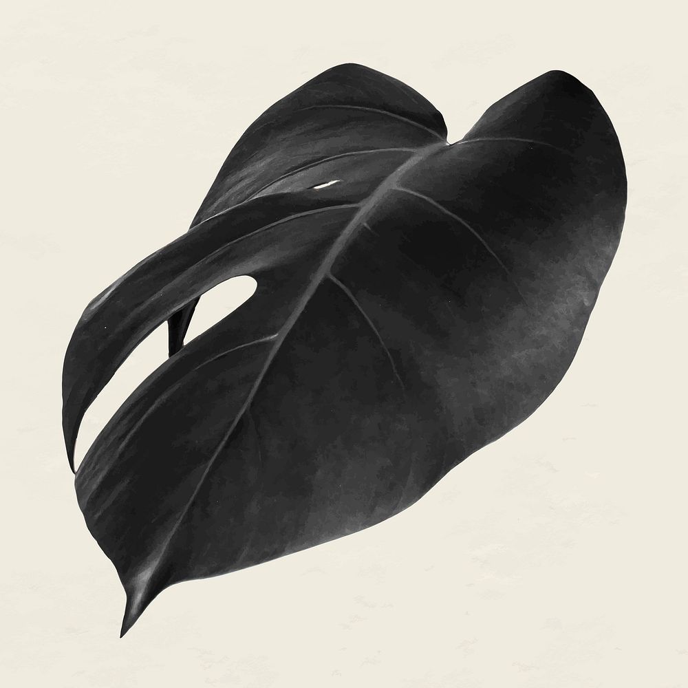 Black monstera leaf on a beige background design resource vector