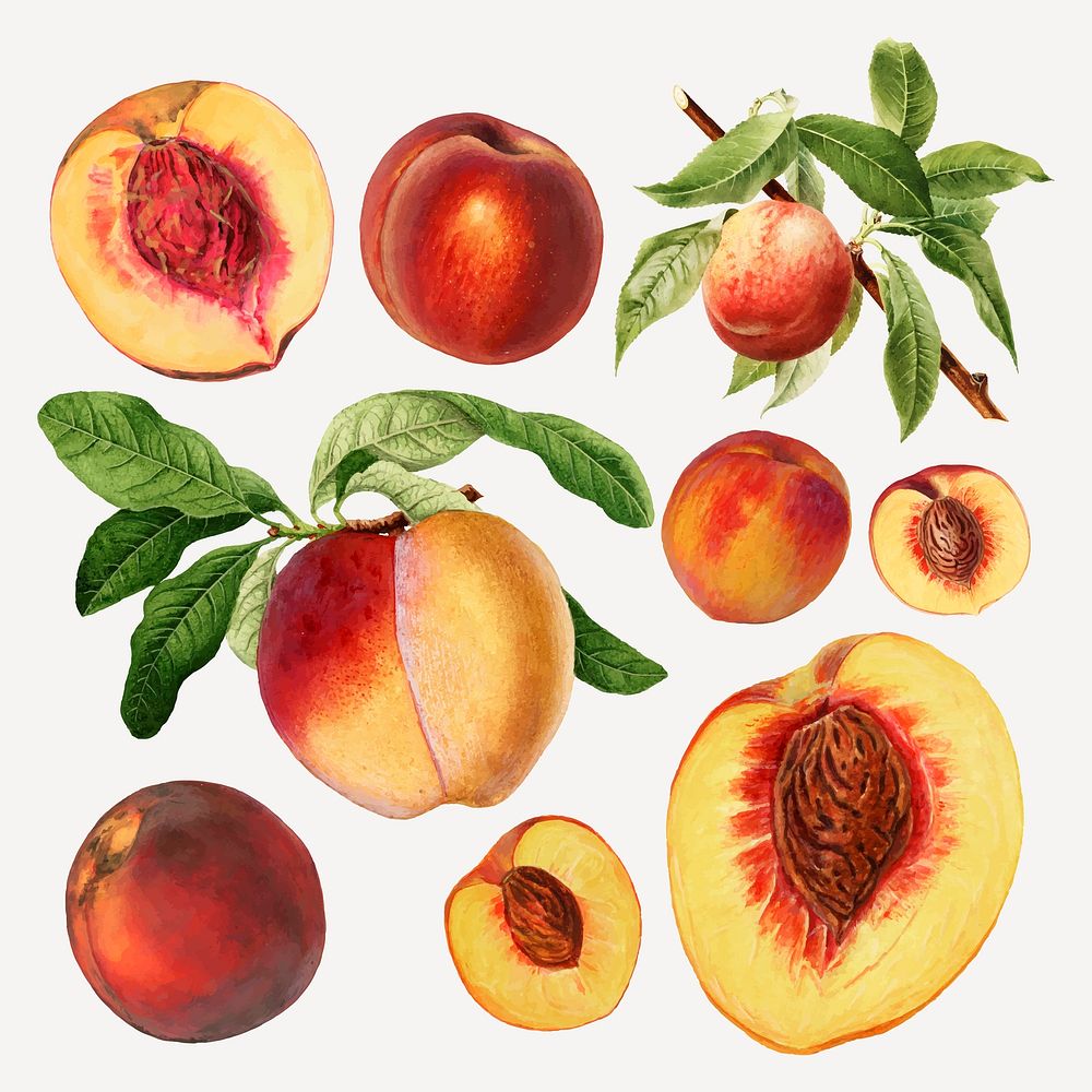 Hand drawn natural fresh peaches vector