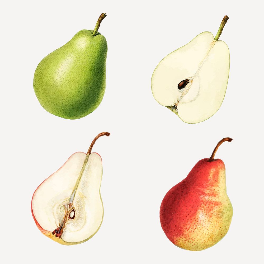 Hand drawn natural fresh pear set vector