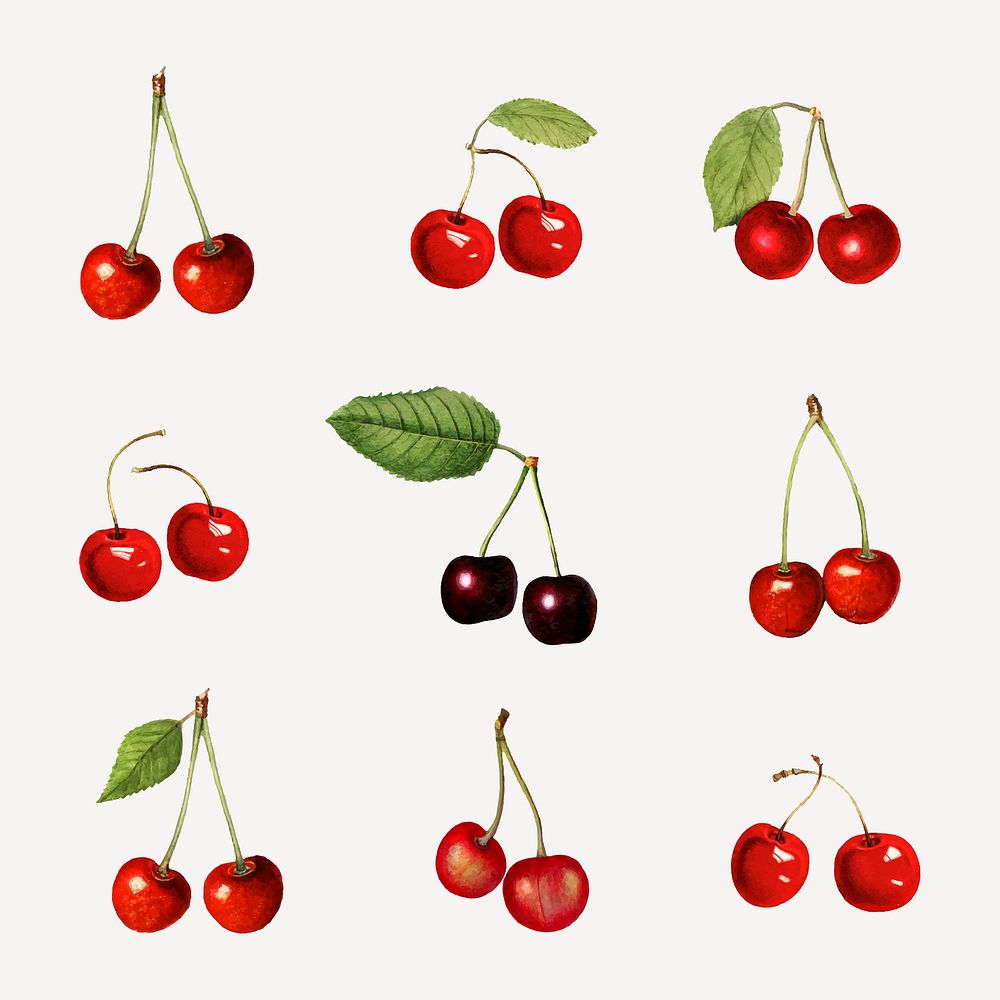 Hand drawn natural fresh red and black cherry set vector