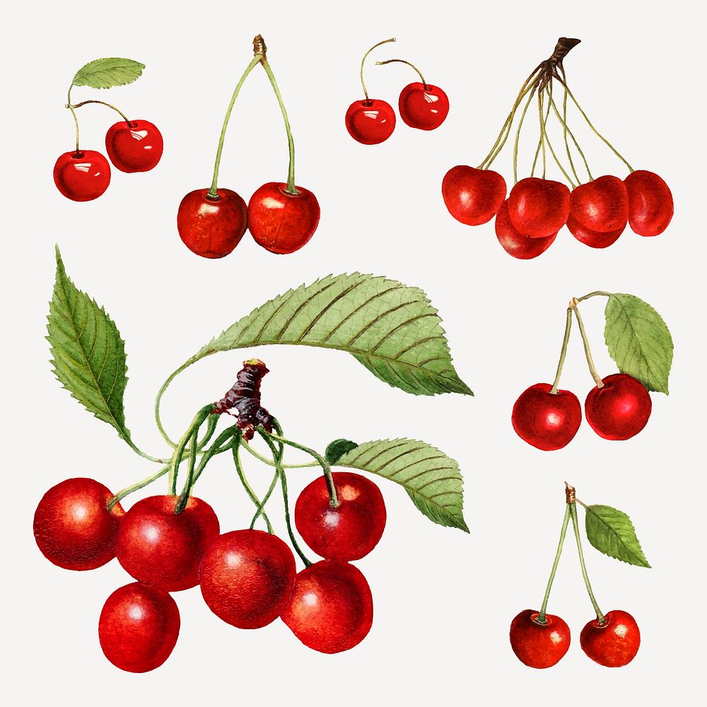 Hand drawn natural fresh red cherry set vector
