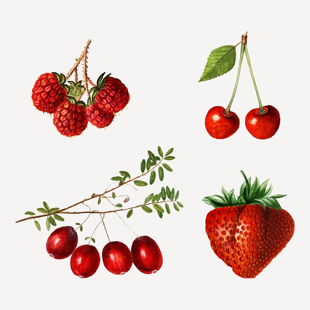 Hand drawn natural fresh mixed berries set vector