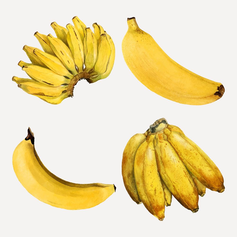 Hand drawn natural fresh bananas vector