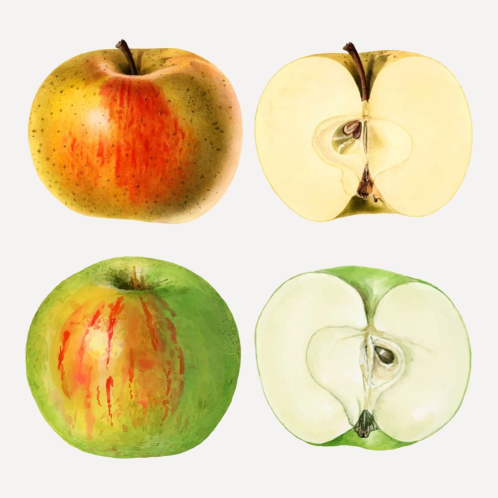 Hand drawn fresh apple set vector