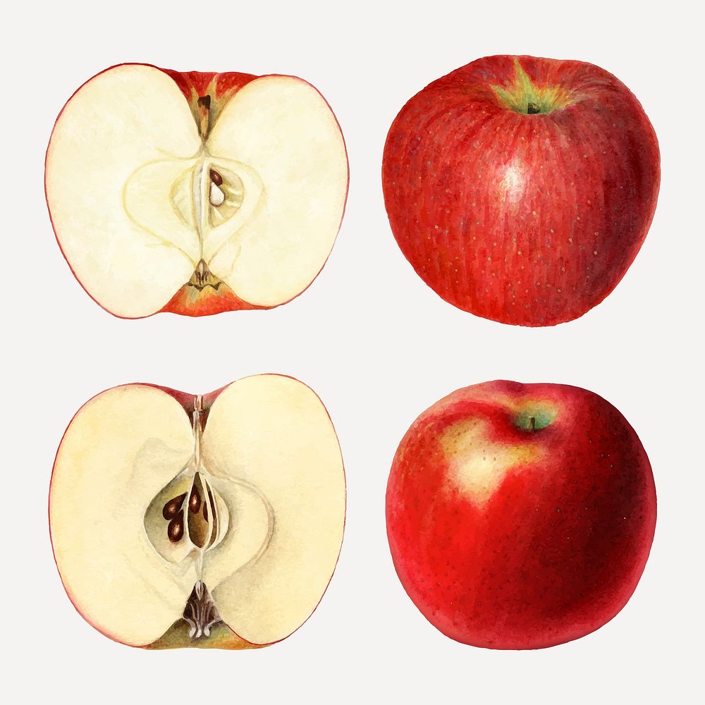 Hnad drawn sliced red apples illustration 