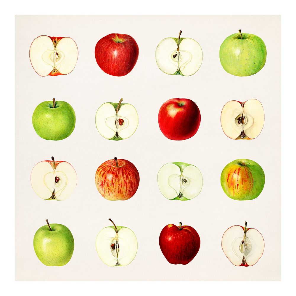Hand drawn fresh apples illustration
