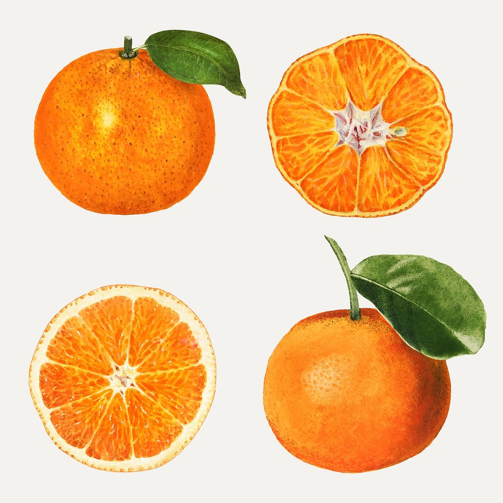 Hand drawn natural fresh oranges set vector