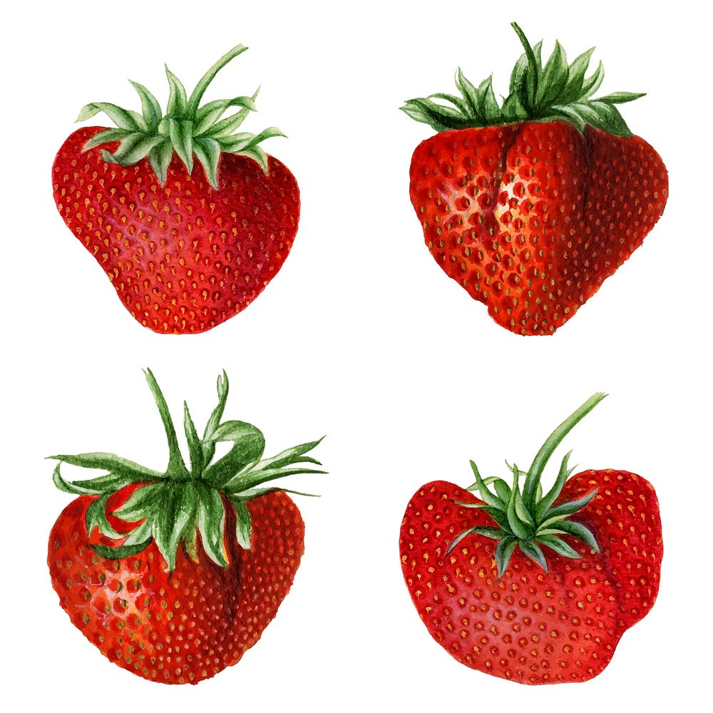 Hand drawn natural fresh strawberries set vector