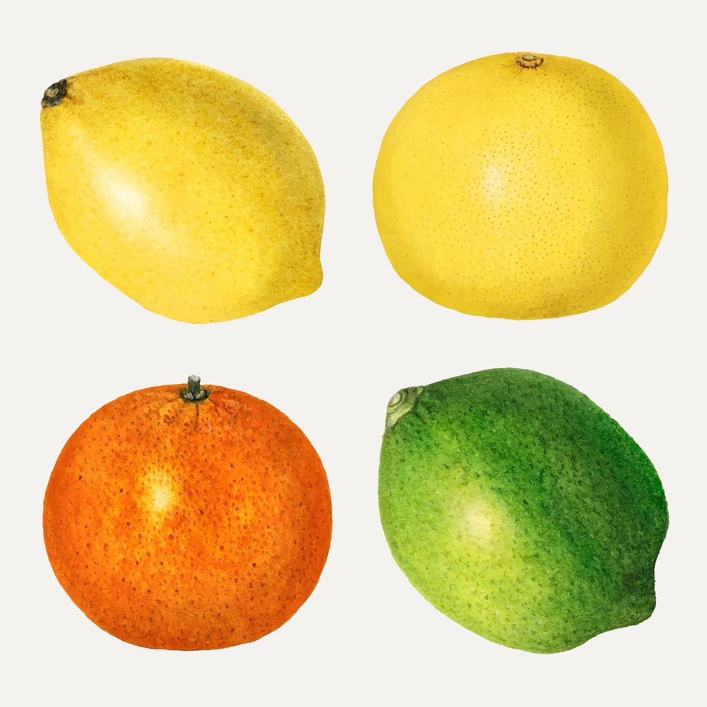 Hand drawn mixed citrus fruit set vector