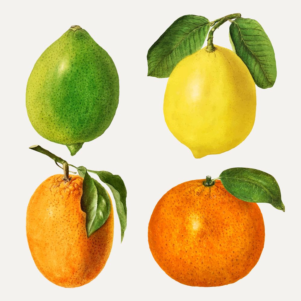 Hand drawn mixed citrus fruit set vector