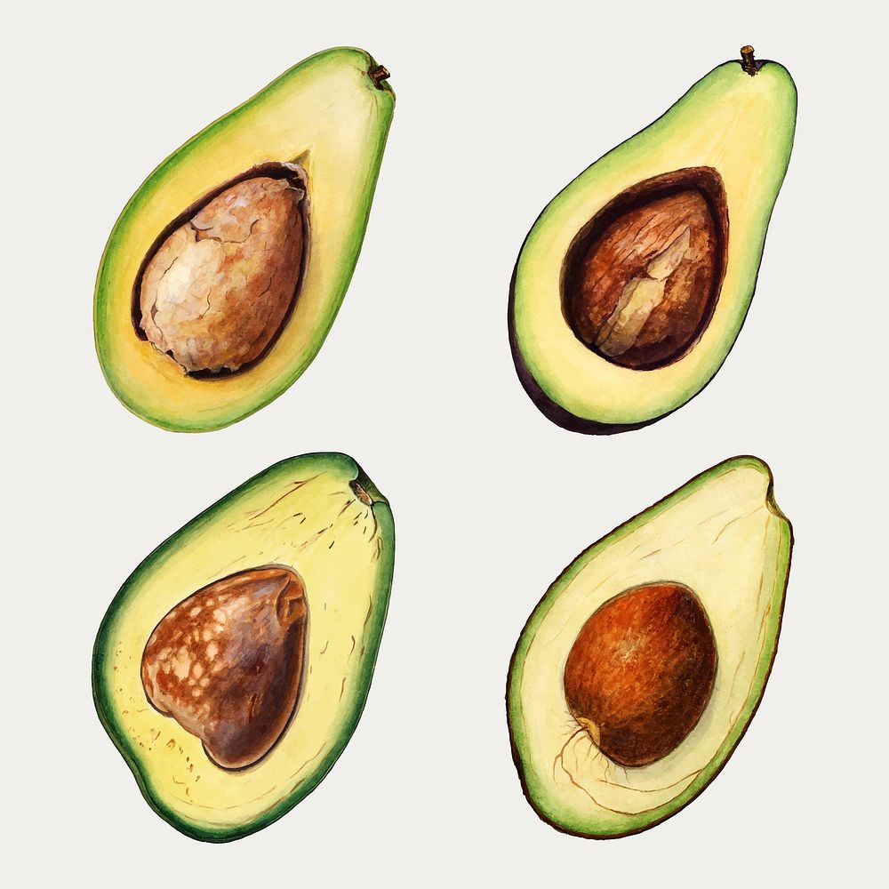 Hand drawn natural fresh avocado set vector