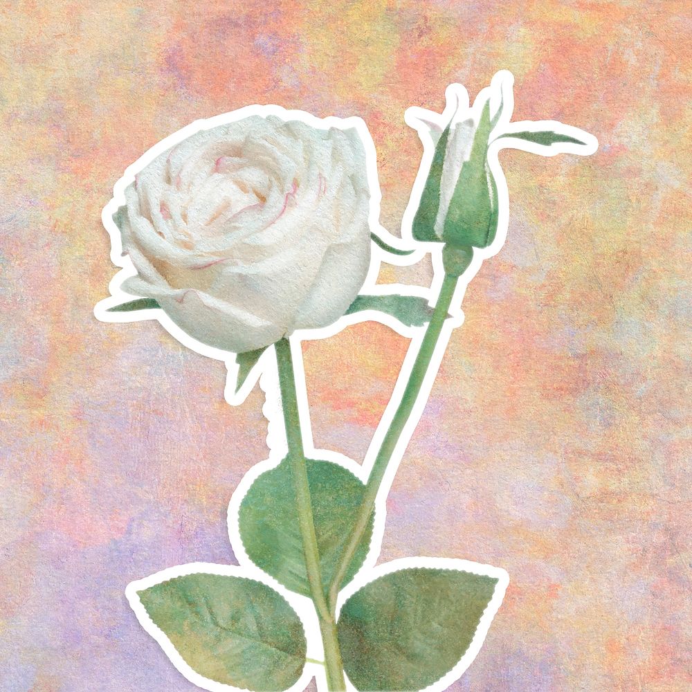 White rose flower sticker design element illustration