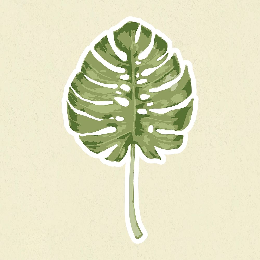 Vectorize monstera leaf sticker with white border