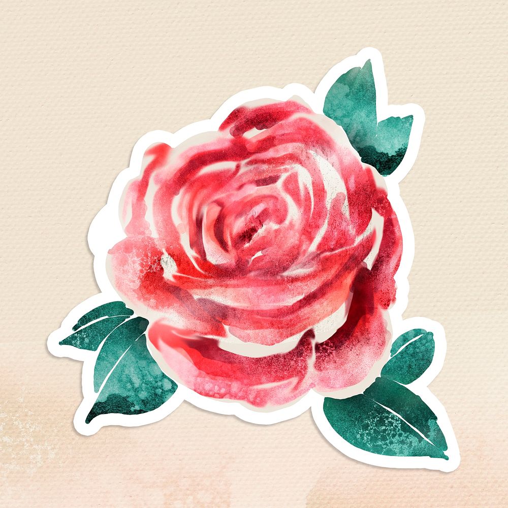 Watercolor rose sticker overlay with a white border