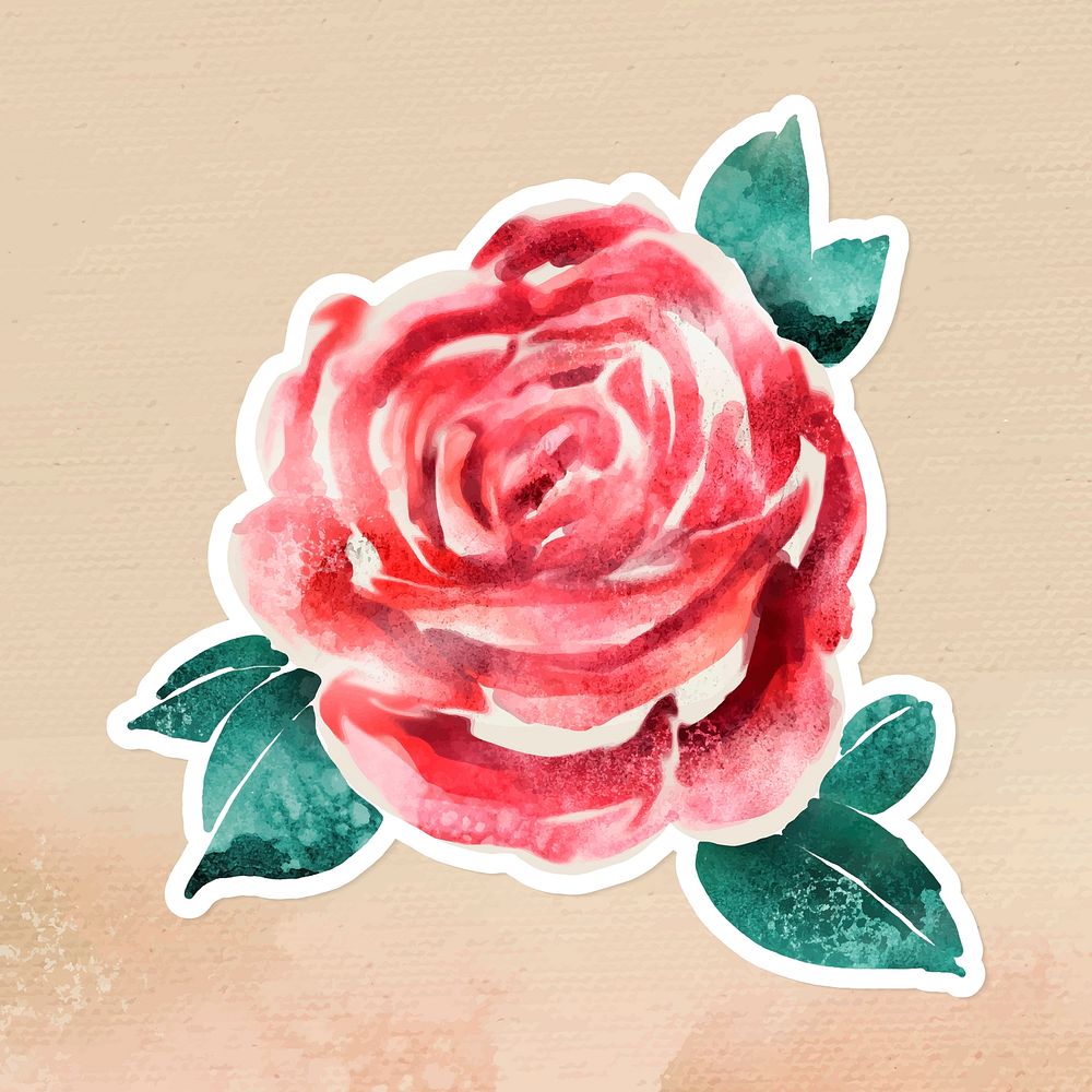 Watercolor rose sticker overlay with a white border vector