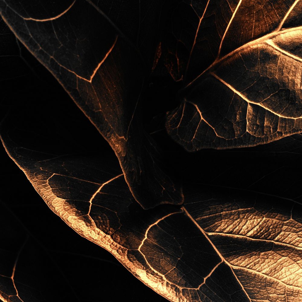 Shiny golden alocasia leaf background design resource 