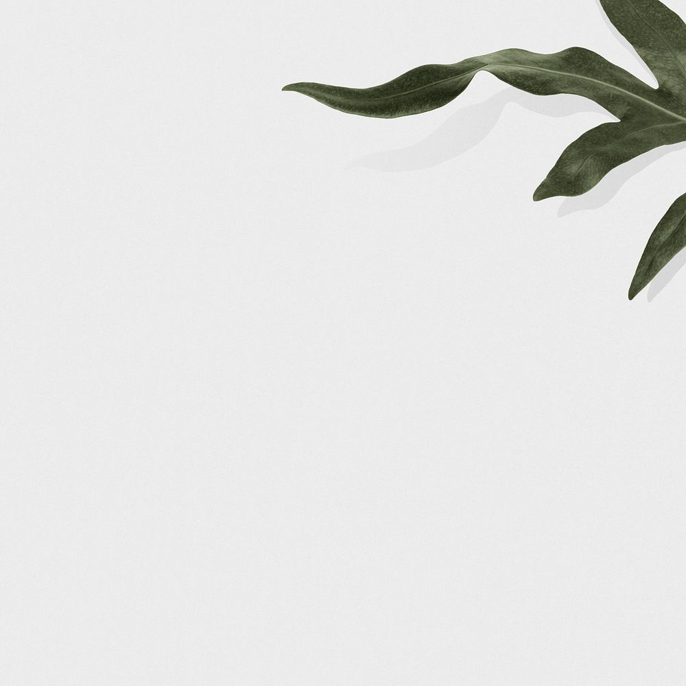 Arrowhead fern leaf psd gray background text space