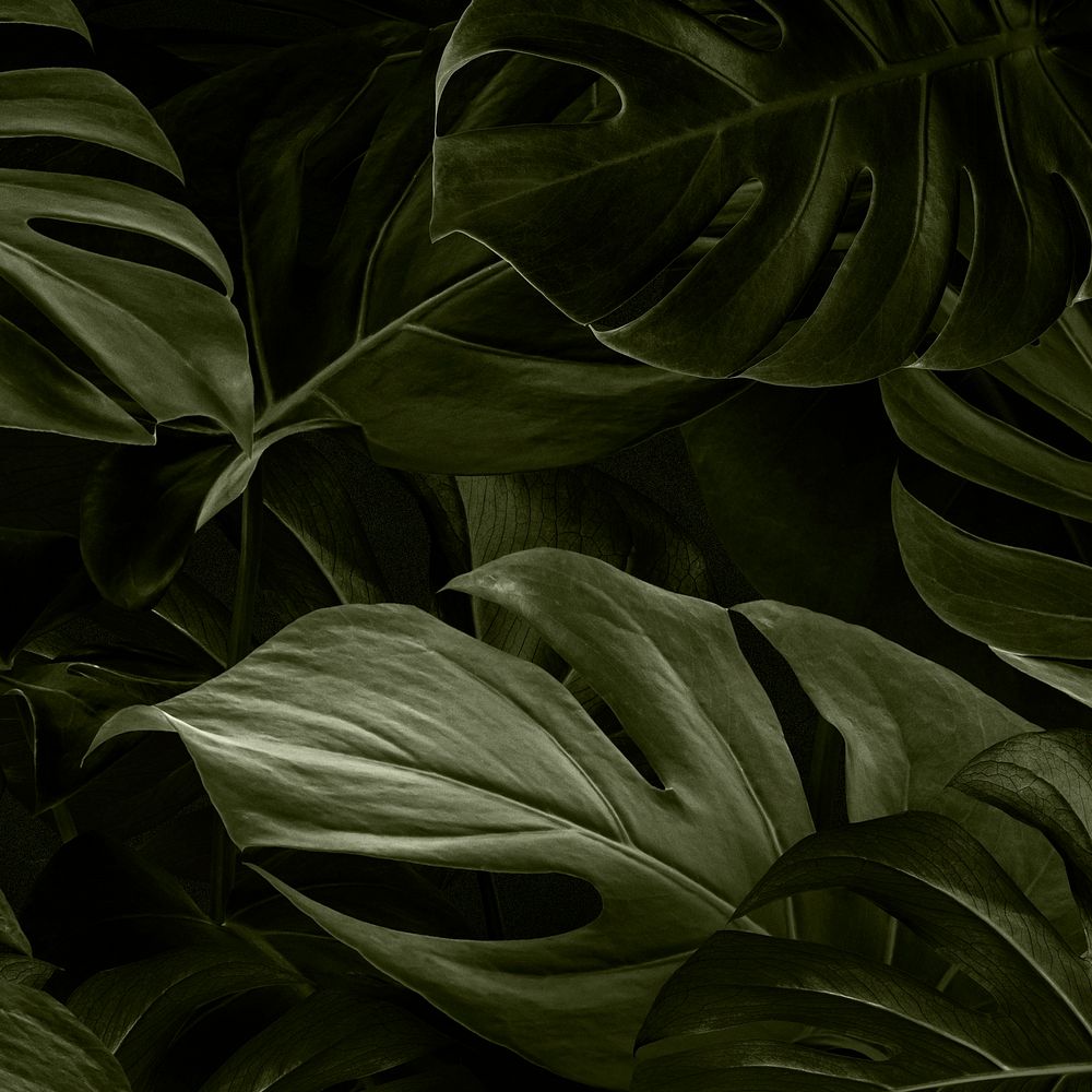 Monstera leaves green background wallpaper 