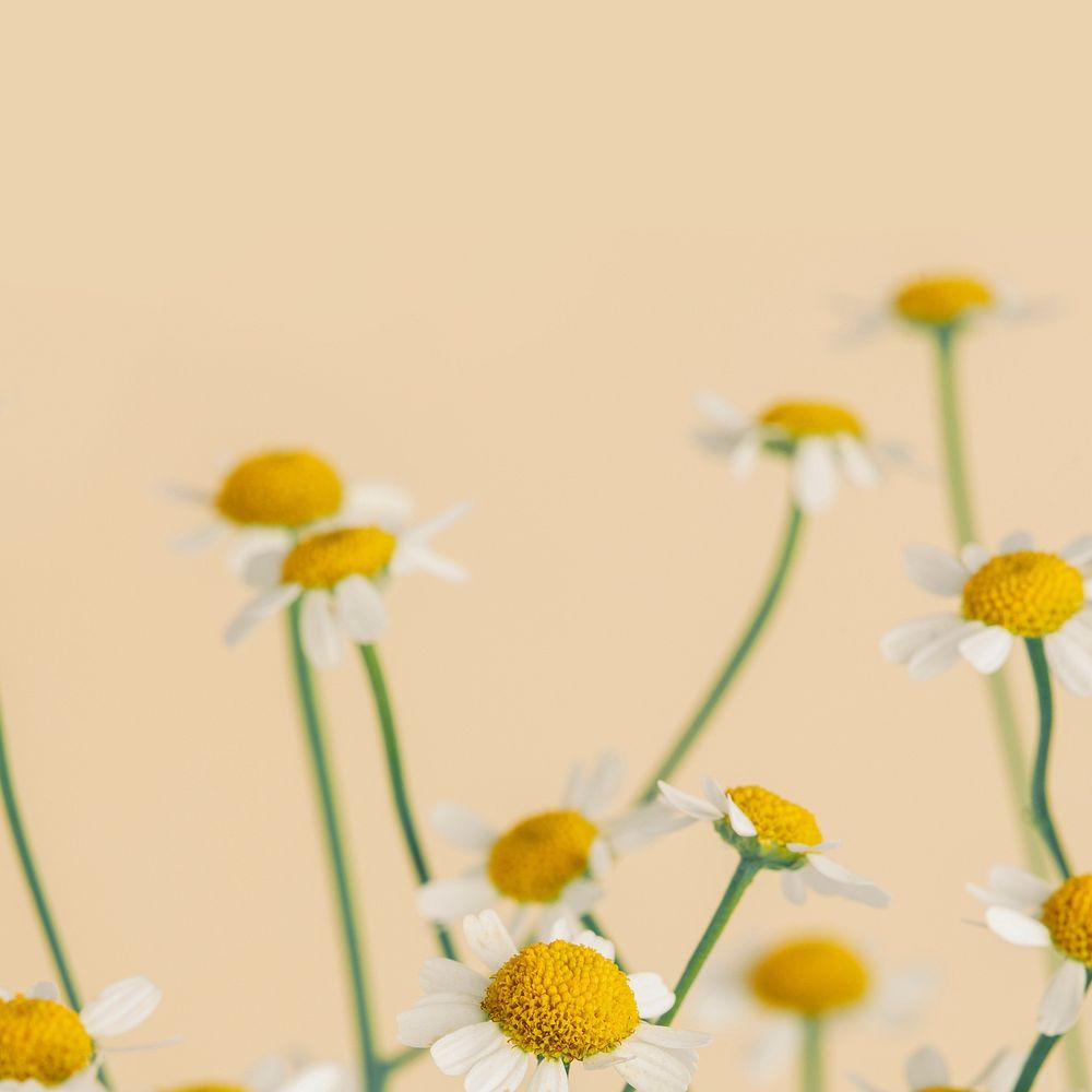 Daisy flowers social banner design resource 