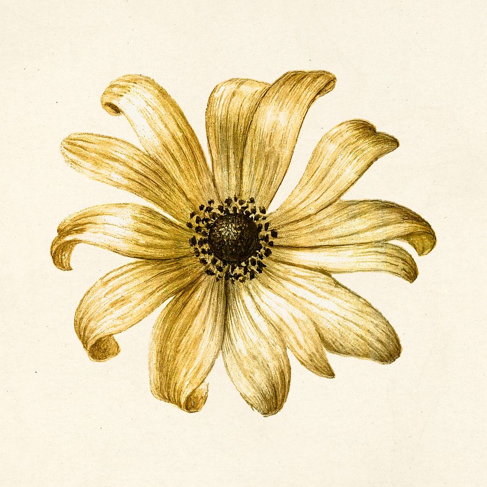 Gold metallic sunflower vintage illustration sticker