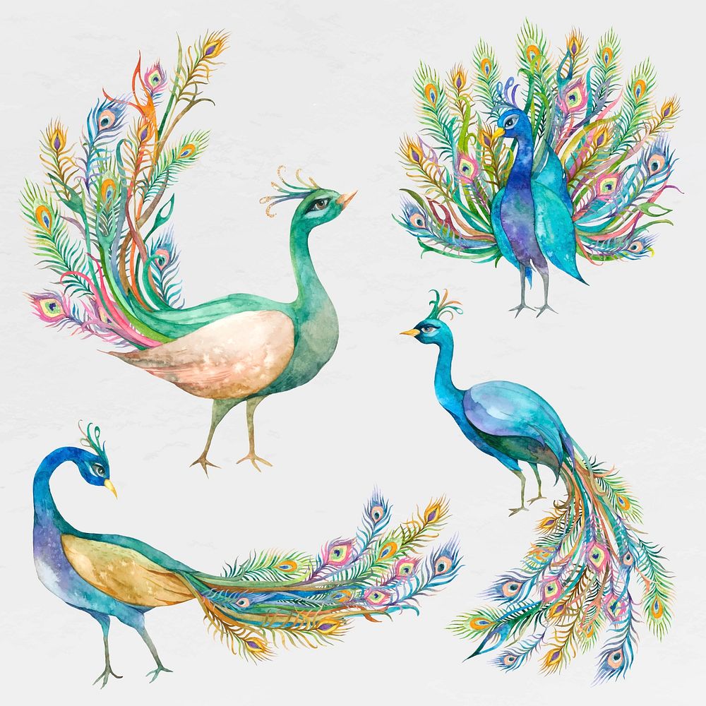 Beautiful watercolor peacock vector set