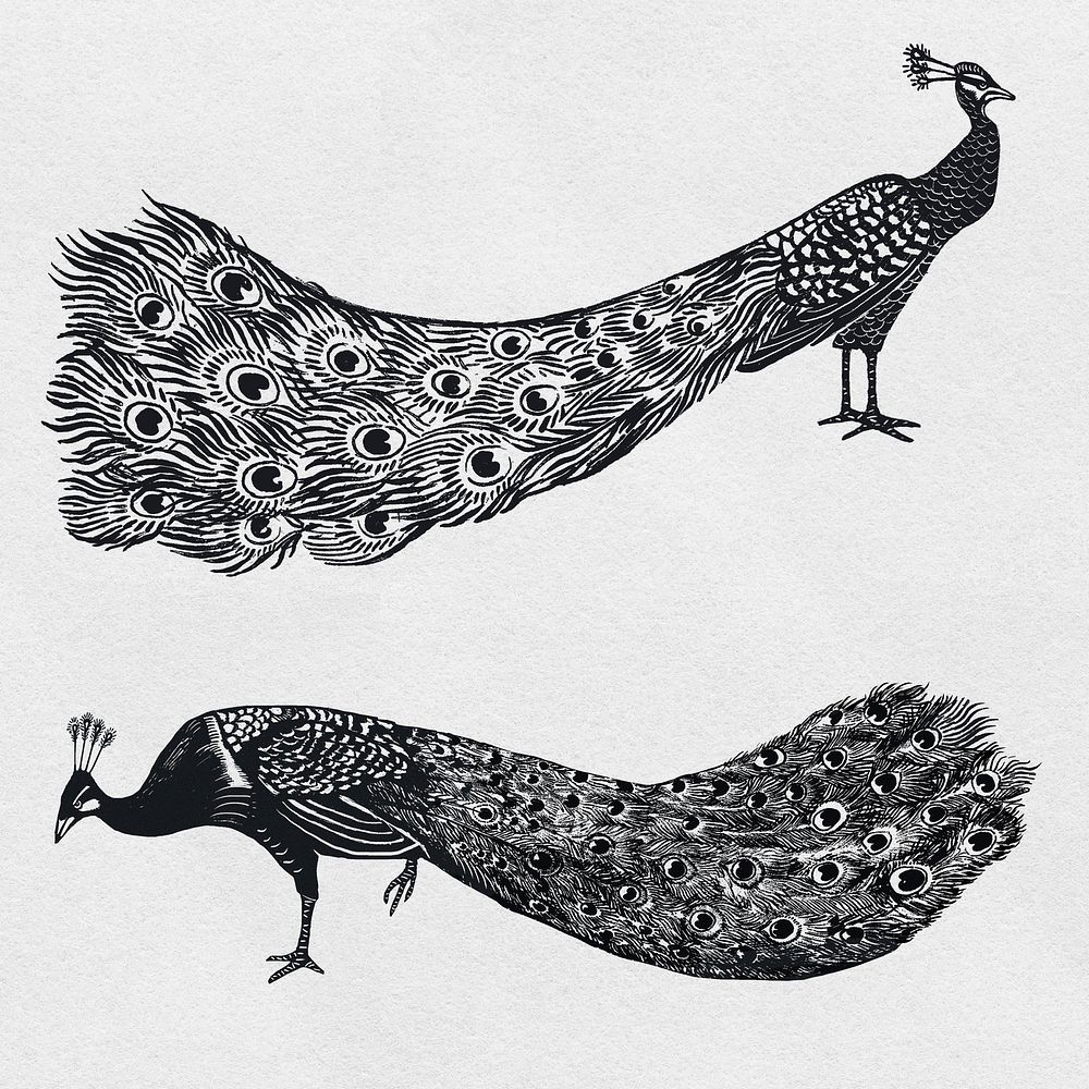 Black peacock linocut stencil pattern drawing set