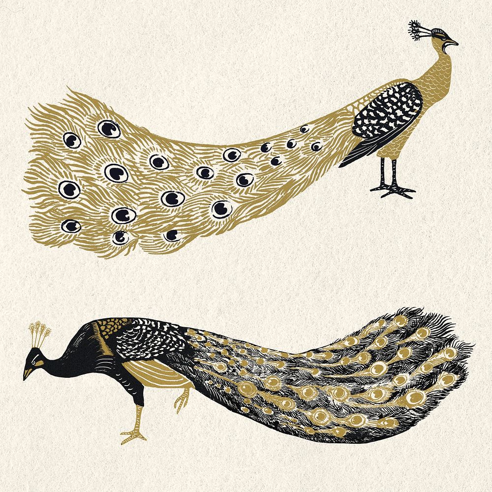 Vintage gold black peacock linocut illustration collection