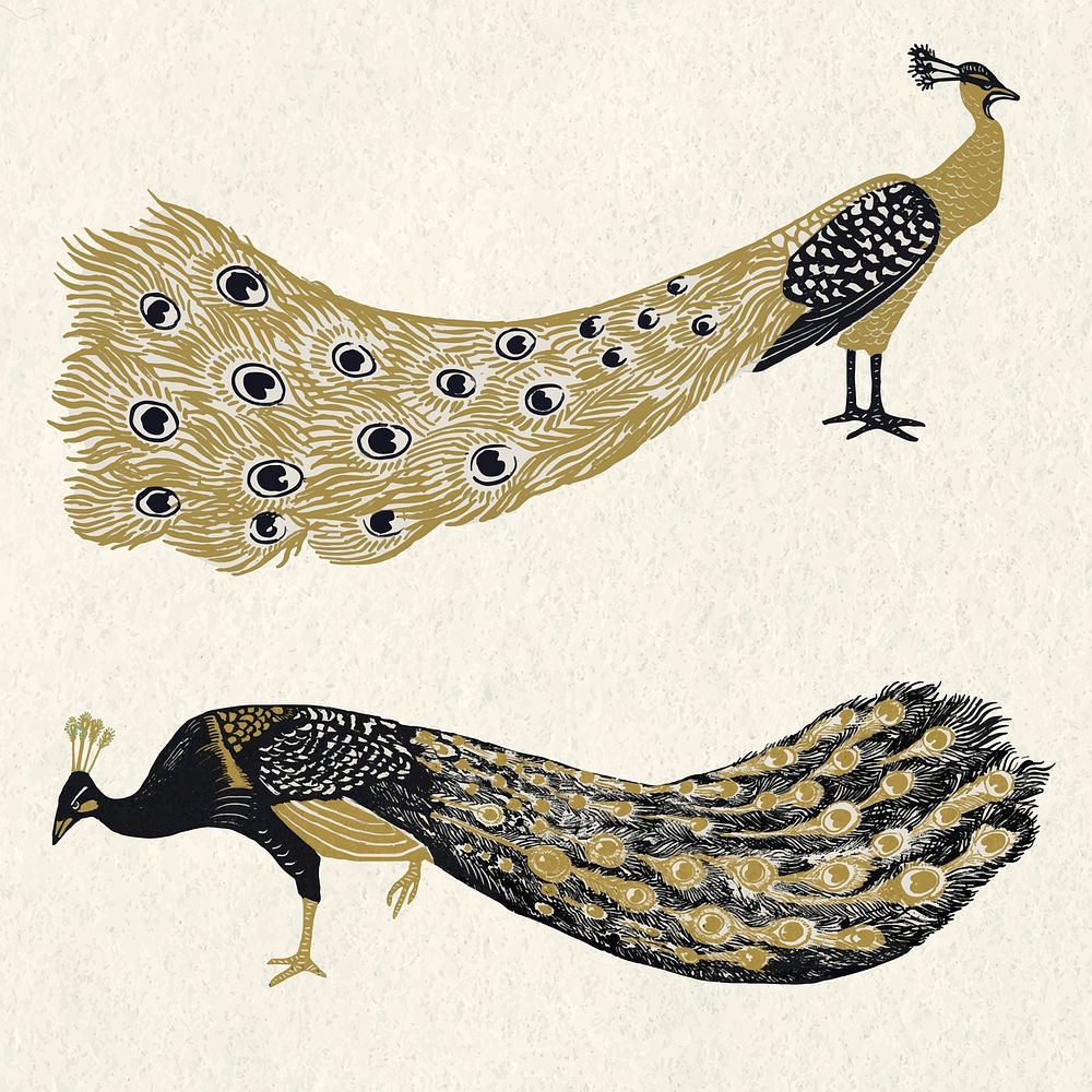 Vintage gold black peacock vector linocut illustration collection