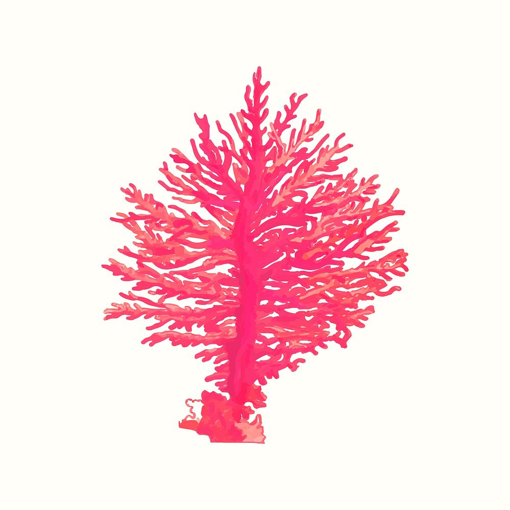 Vintage pink gorgonian coral vector illustration, remixed from public domain artworks