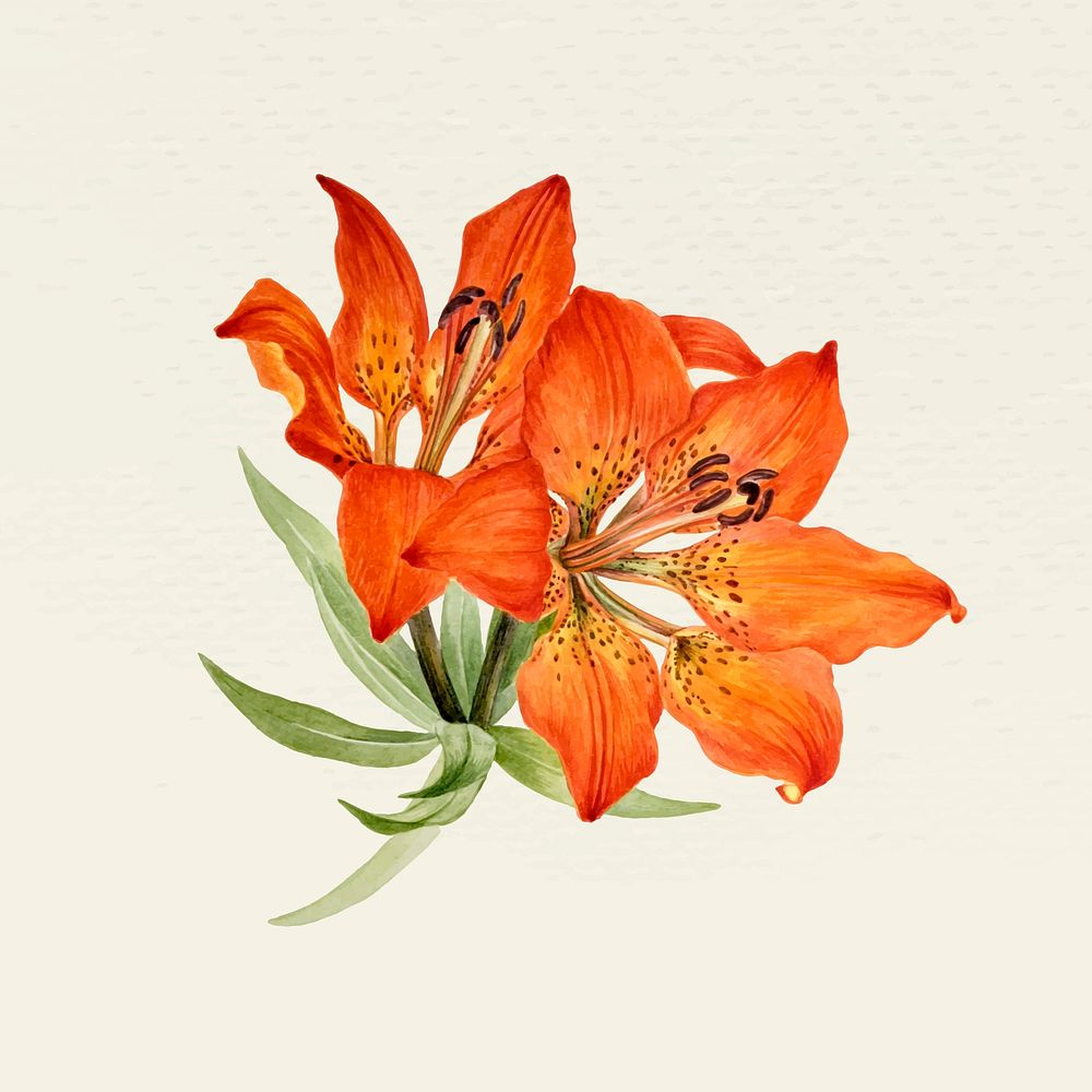 Vintage tiger lily flower vector illustration, remixed from public domain artworks