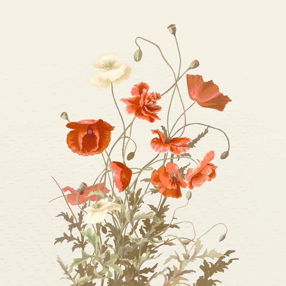 Vintage poppy flower vector illustration, remixed from public domain artworks