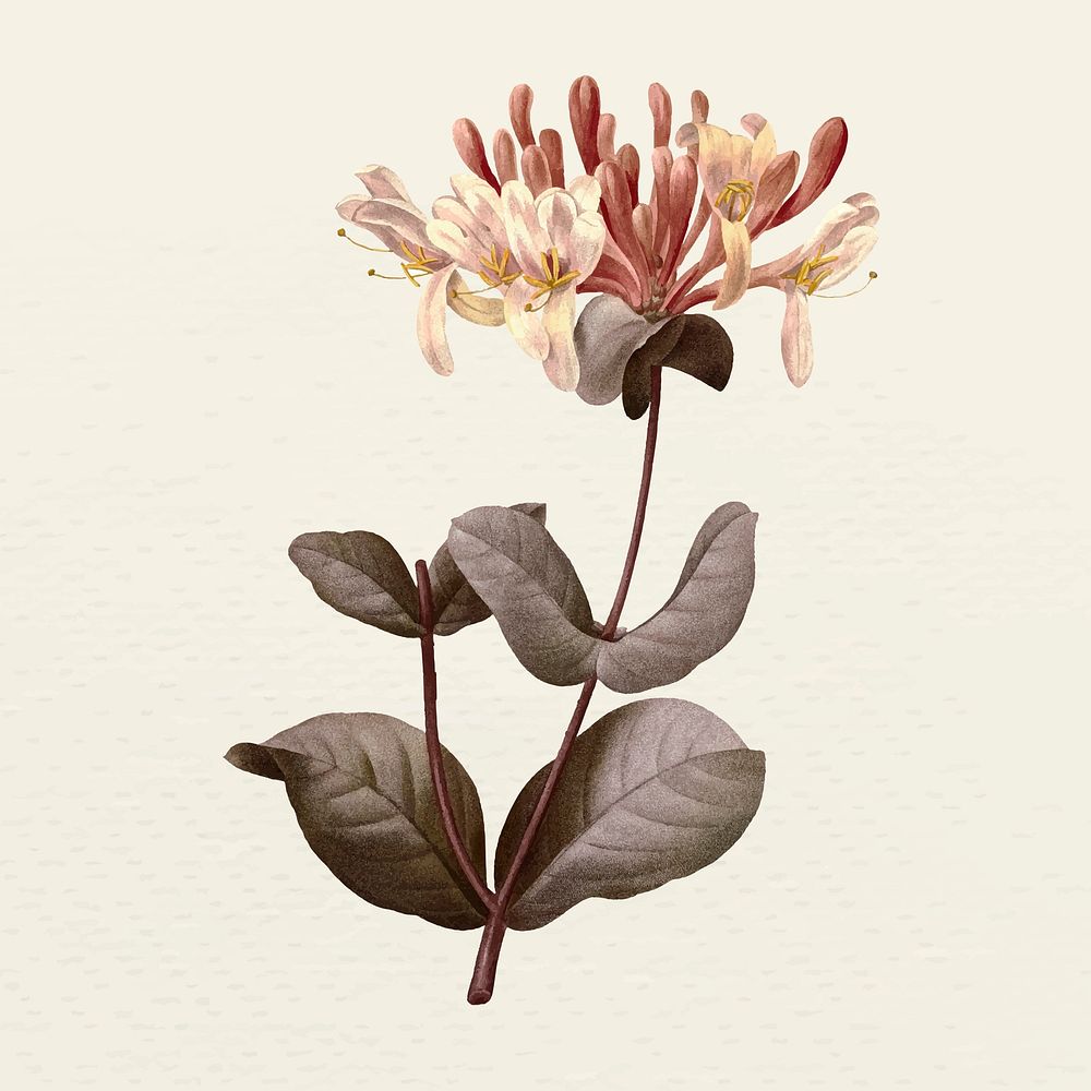 Vintage honeysuckle flower vector illustration, remixed from public domain artworks