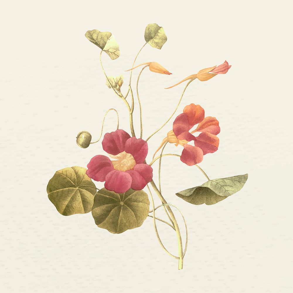 Vintage monk's cress flower vector illustration, remixed from public domain artworks