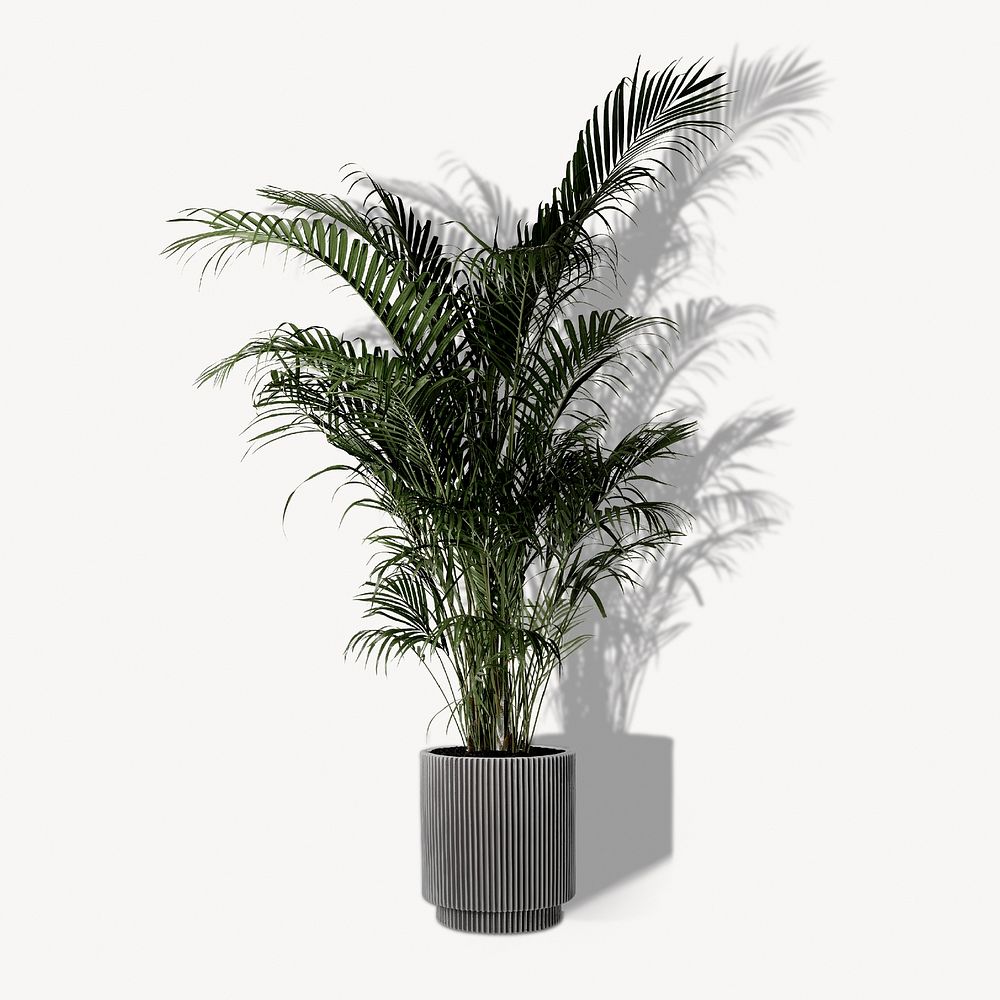Golden cane palm in gray pot, decorative houseplant