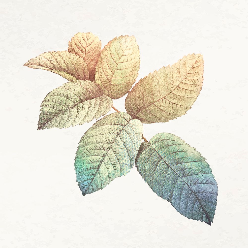 Leaf aesthetic illustration vector, remixed from vintage public domain images