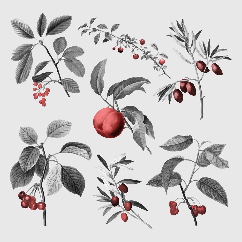 Retro fruits stickers, red botanical design set vector, remixed from original artworks by Pierre Joseph Redout&eacute;