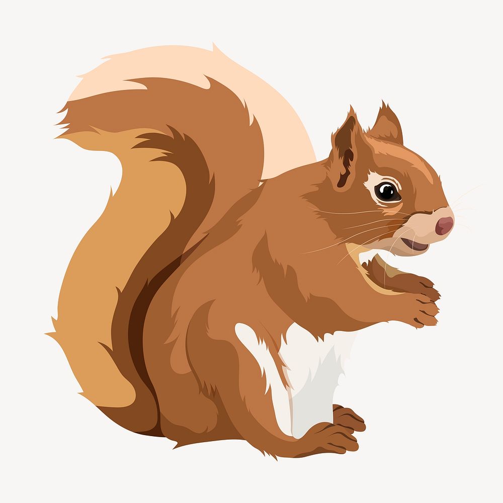 Squirrel, rodent animal illustration clipart psd