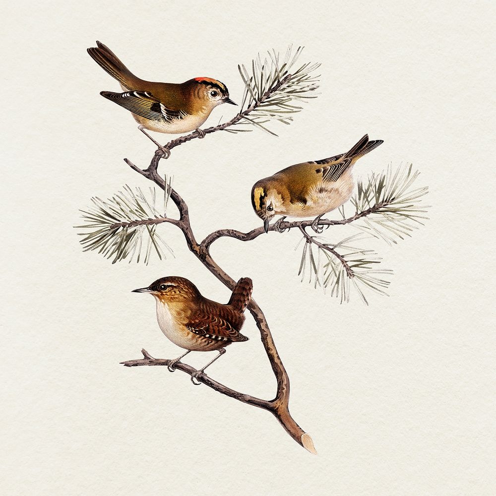 Birds illustration | Free Photo Illustration - rawpixel