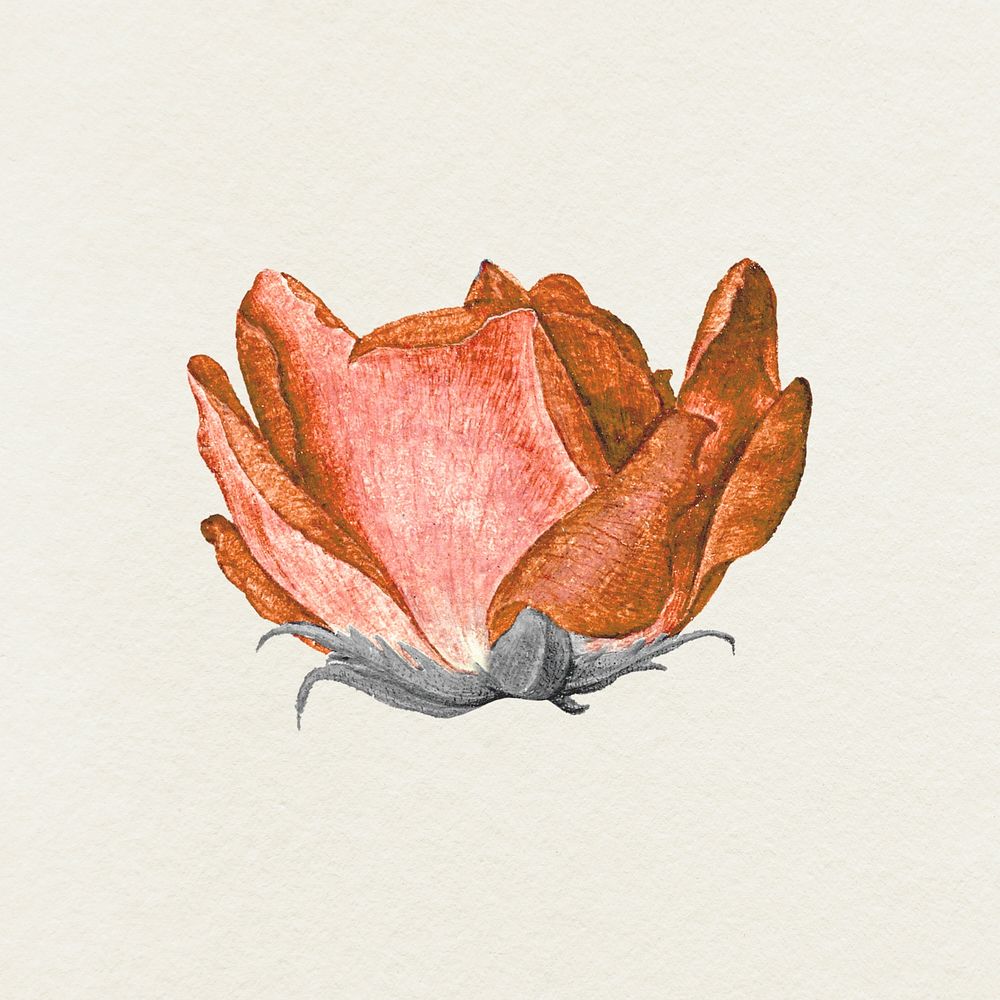 Red rose illustration 
