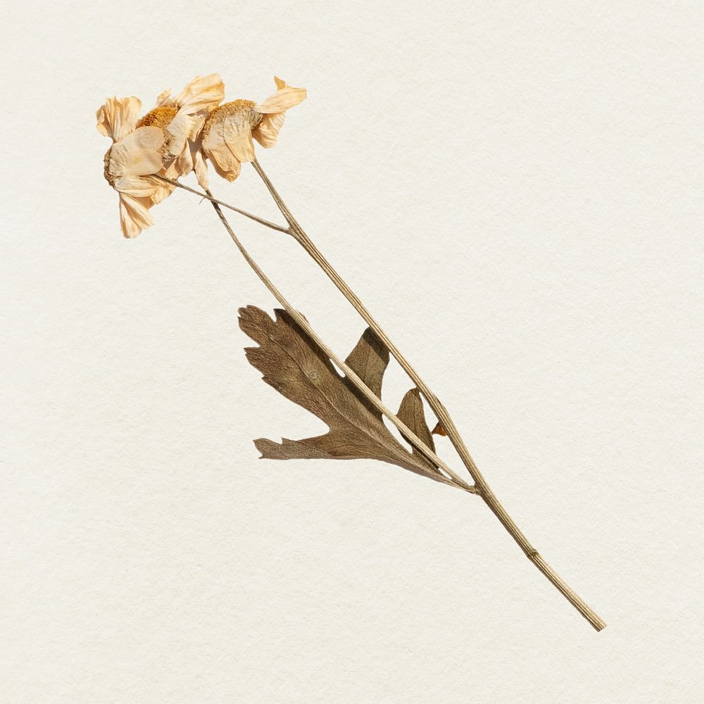 Dried flower  illustration