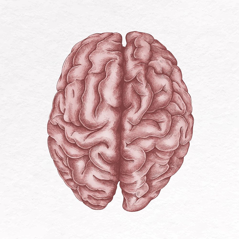 Brain clip art, human organ design vector