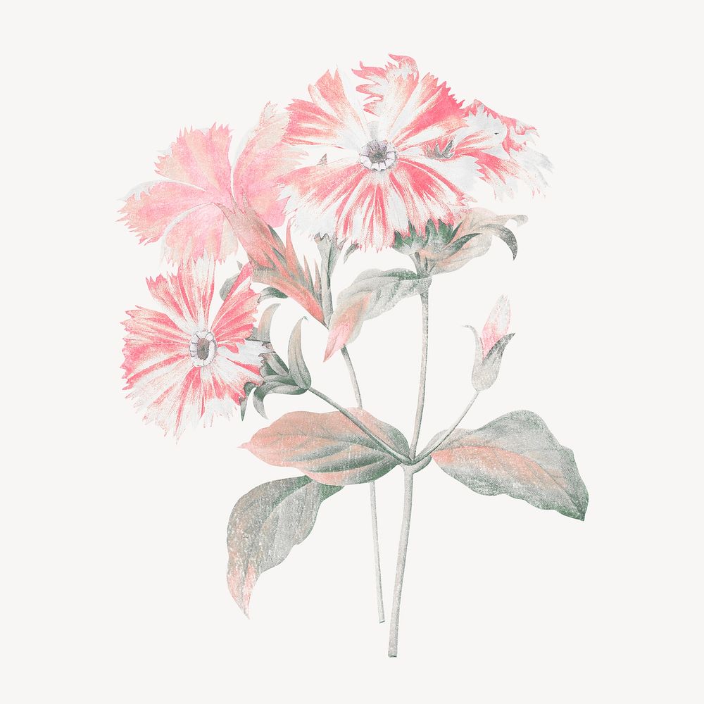 Pink flower illustration, vintage graphic