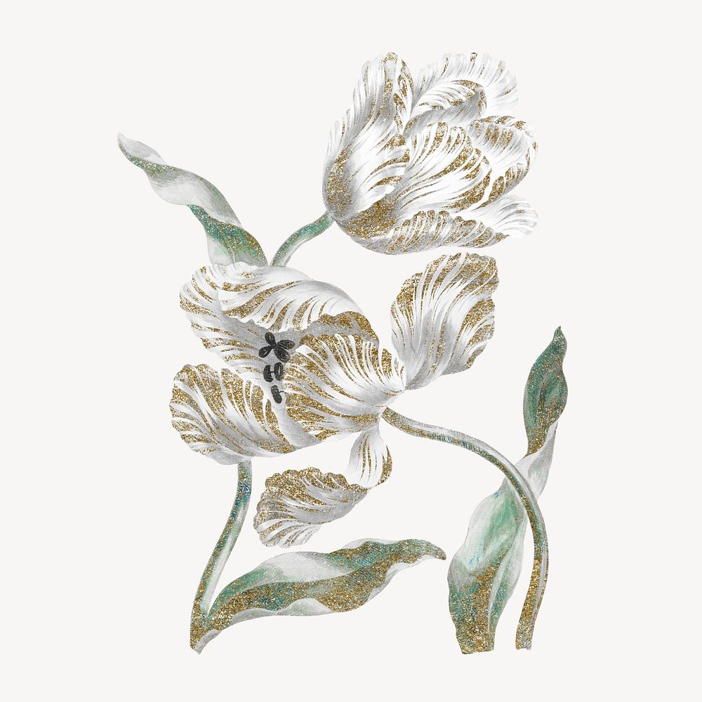 Tulip flower illustration, vintage graphic