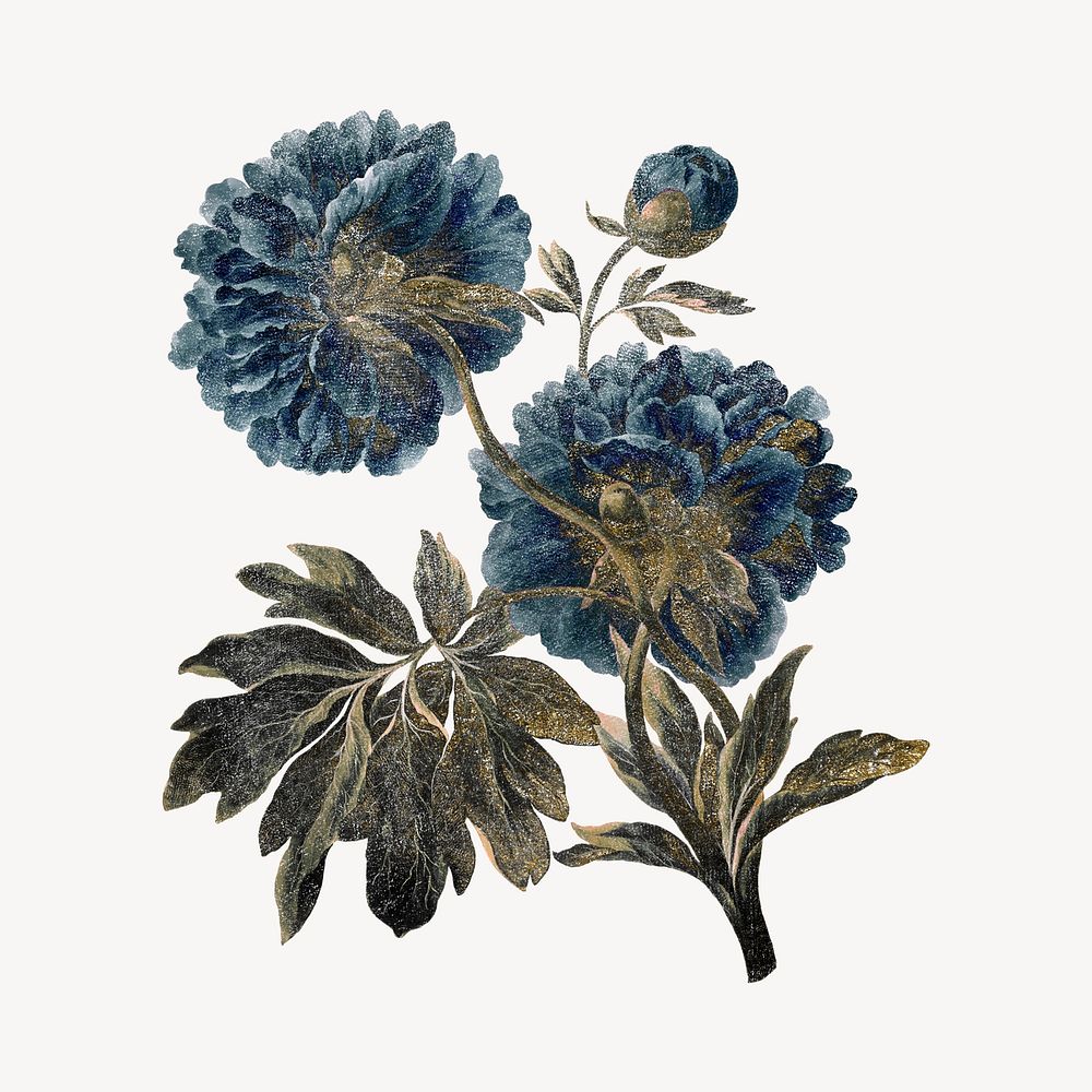 Peony flower illustration, vintage graphic