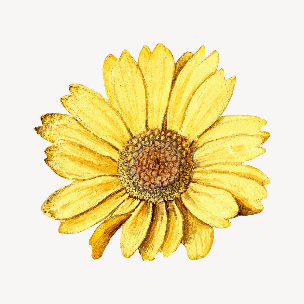 Aesthetic yellow daisy, Spring flower isolated graphic element