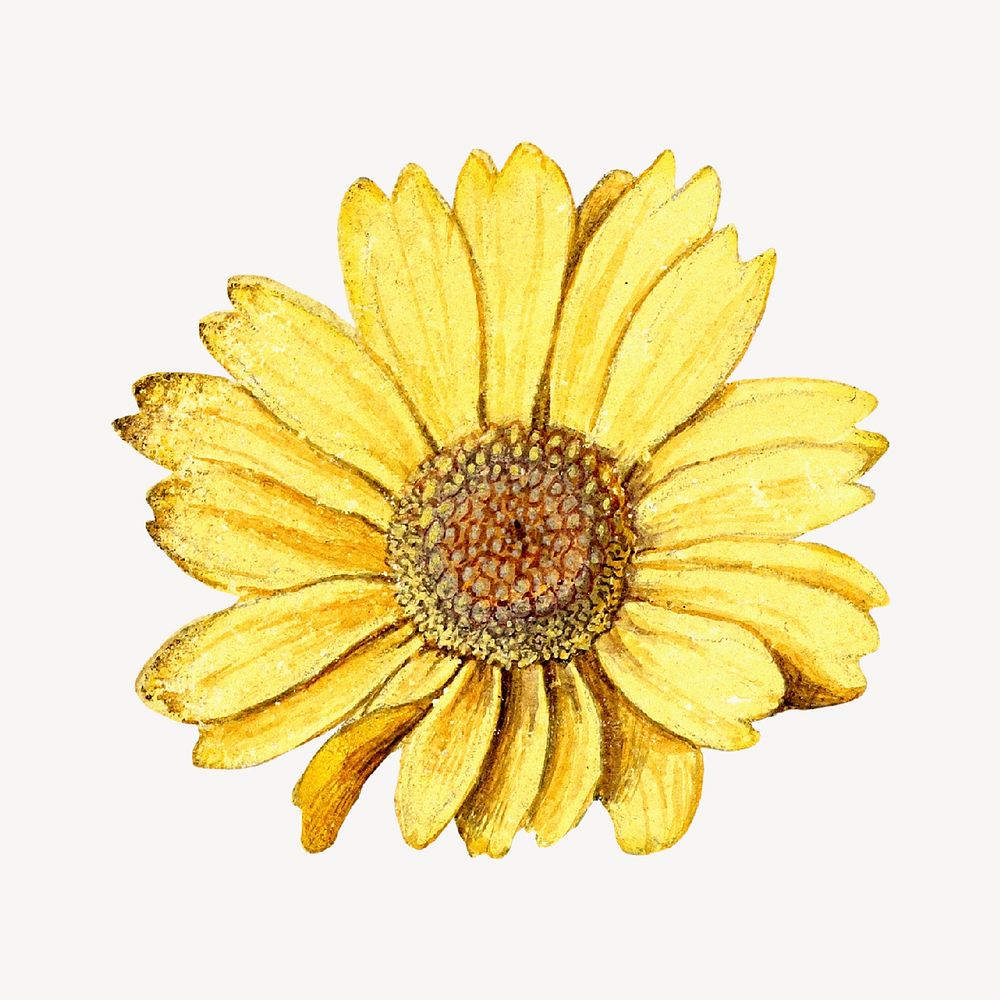 Aesthetic yellow daisy sticker, Spring flower graphic psd