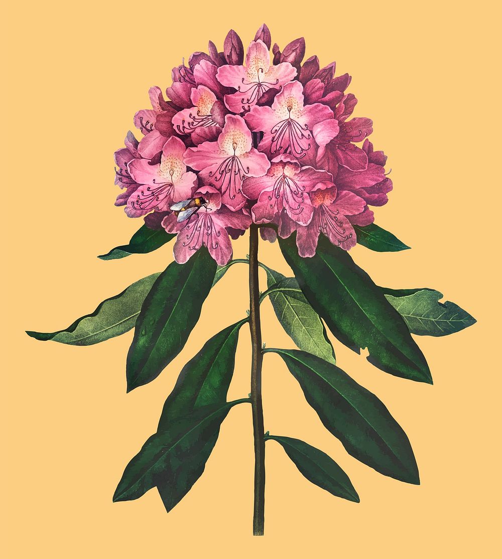 Pontic flower sticker, vintage botanical illustration vector, remix from the artwork of Robert Thornton