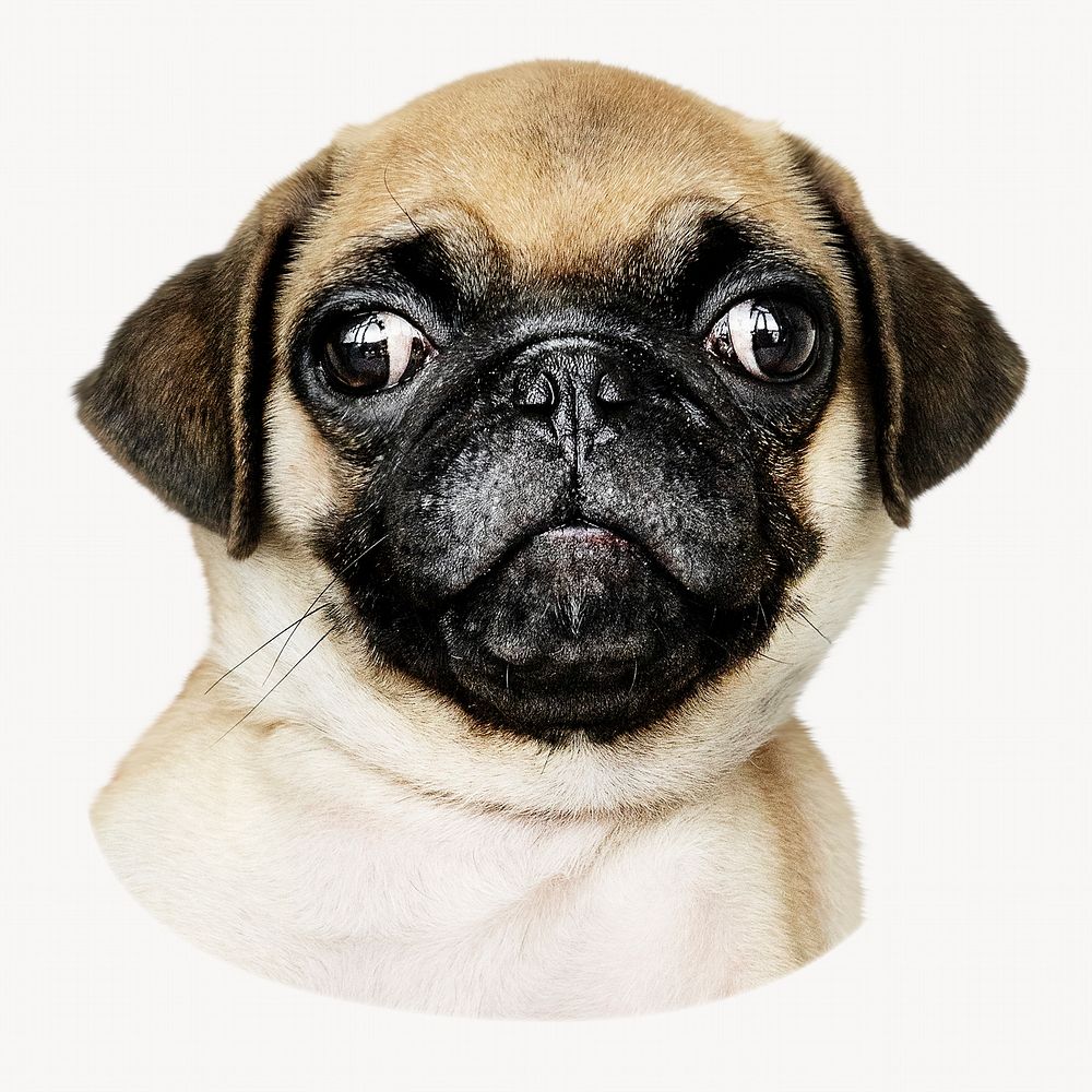Pug puppy, cute pet animal isolated image