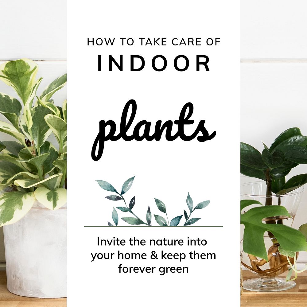 Indoor plants care template vector