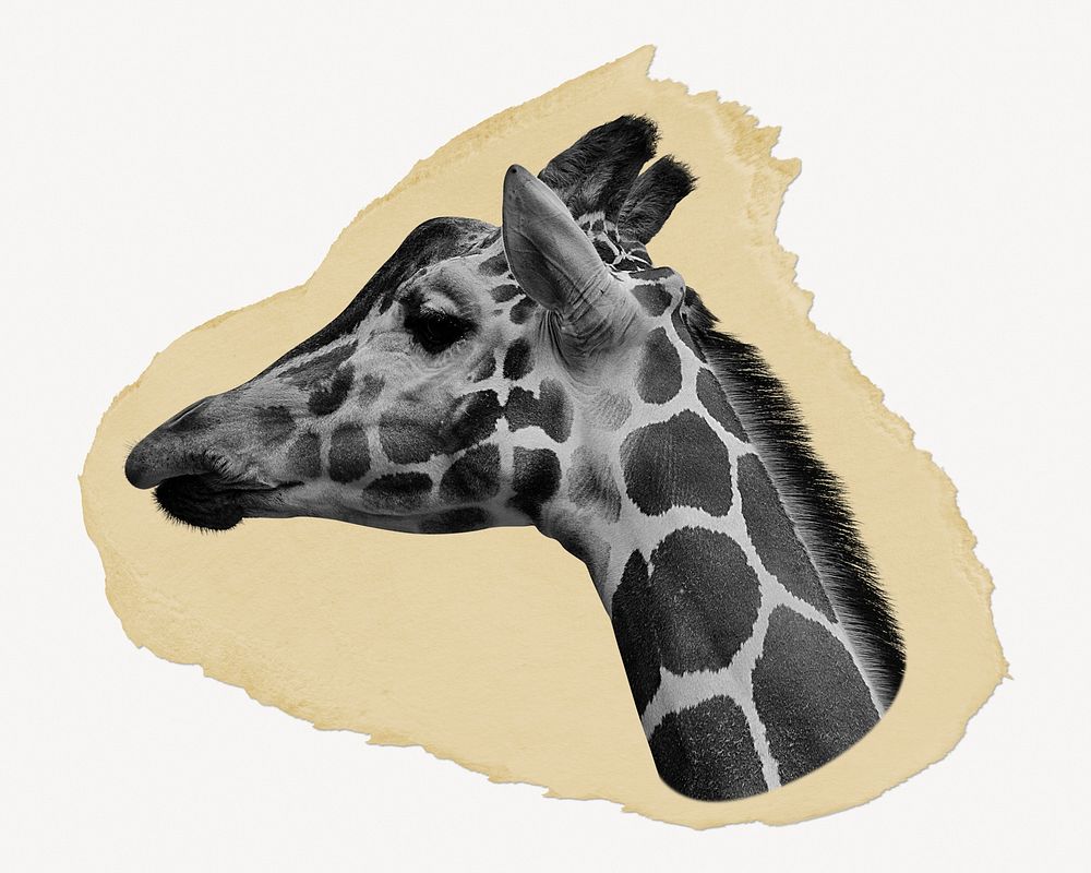 Giraffe head ripped paper, wild animal graphic